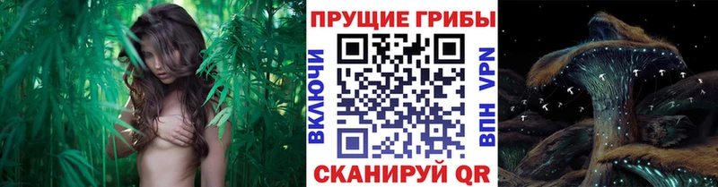 продажа наркотиков  Таганрог  Галлюциногенные грибы Magic Shrooms 